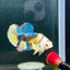 Yellow Koi Galaxy Plakat - Male Betta A146