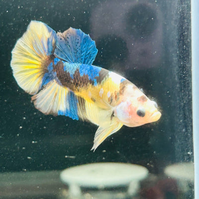 Yellow Koi Galaxy Plakat - Male Betta A146