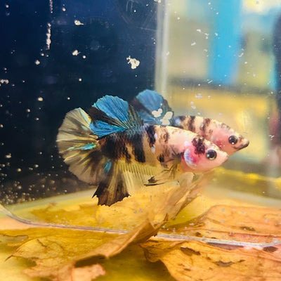 Yellow Koi Plakat - Male Betta A29