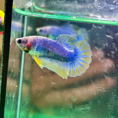 Yellow Mascot Plakat - Female Betta 023
