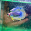 Yellow Mascot Plakat - Female Betta 023