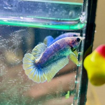 Yellow Mascot Plakat - Female Betta