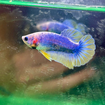 Yellow Mascot Plakat - Female Betta