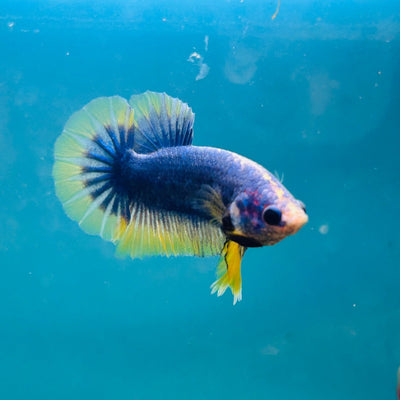 Yellow Mascot Plakat - Male Betta A20