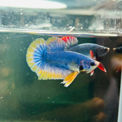 Yellow Mascot Plakat - Male Betta A20