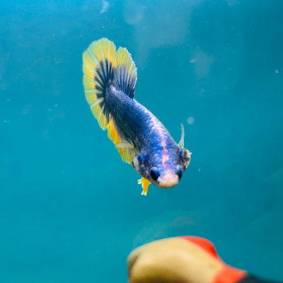 Yellow Mascot Plakat - Male Betta A20