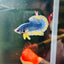 Yellow Mascot Plakat - Male Betta A20
