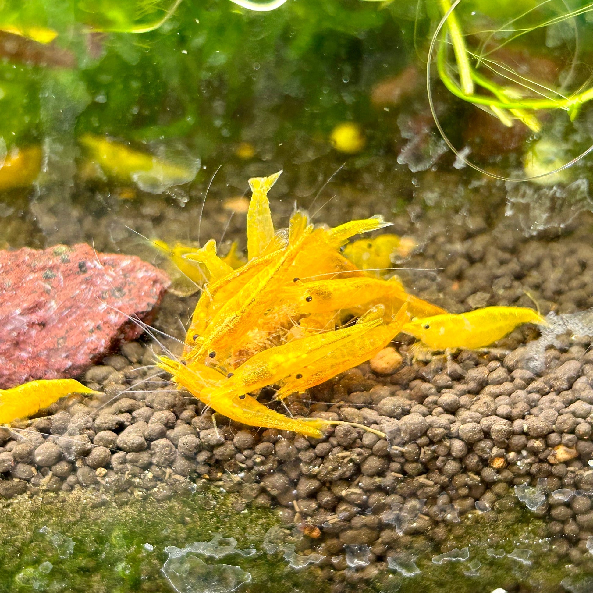 Yellow Neocaridina - Good Grade