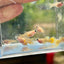 Yellow Short Glass Belly - Guppy