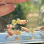 Yellow Short Glass Belly - Guppy
