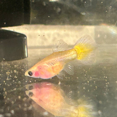 Yellow Short Glass Belly - Guppy