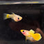 Yellow Short Glass Belly - Guppy