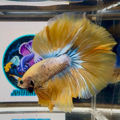 Yellow White Star A67 Halfmoon - Male Betta