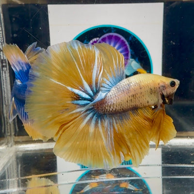 Yellow White Star A67 Halfmoon - Male Betta