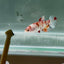 [Young] Giant Koi Multicolor S74 Plakat - Female Betta