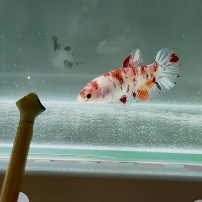 [Young] Giant Koi Multicolor S74 Plakat - Female Betta