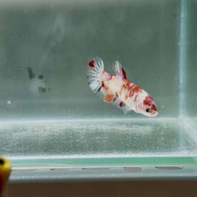 [Young] Giant Koi Multicolor S74 Plakat - Female Betta