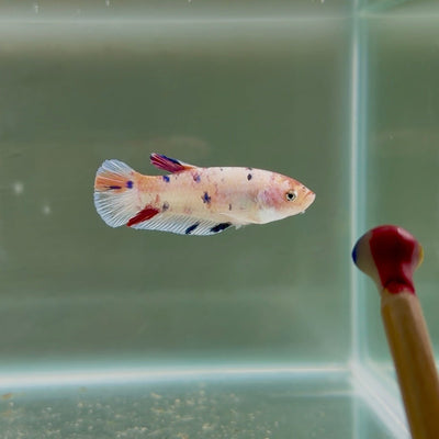 [Young] Giant White Base Multicolor S55 Plakat - Female Betta