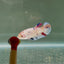 [Young] Giant White Base Multicolor S55 Plakat - Female Betta