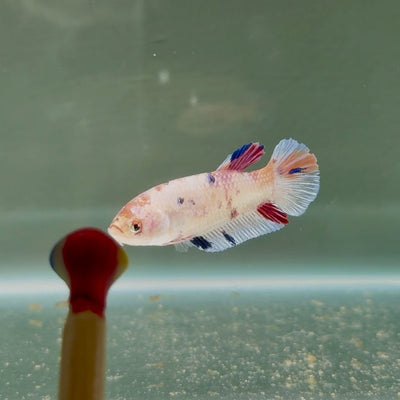 [Young] Giant White Base Multicolor S55 Plakat - Female Betta