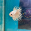 Young White Crowntail Halfmoon A107 - Male Betta
