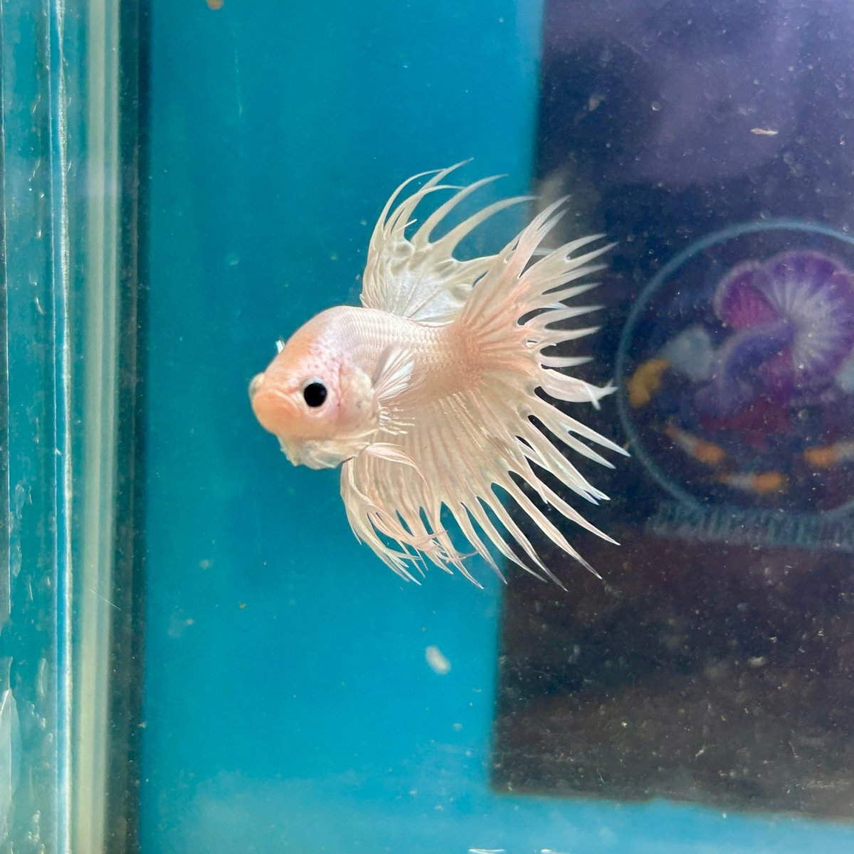 Young White Crowntail Halfmoon A107 - Male Betta