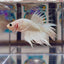 Young White Crowntail Halfmoon A107 - Male Betta