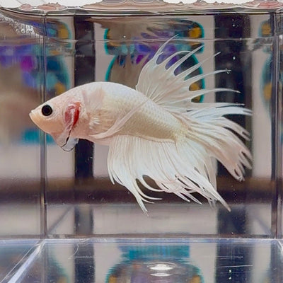 Young White Crowntail Halfmoon A107 - Male Betta