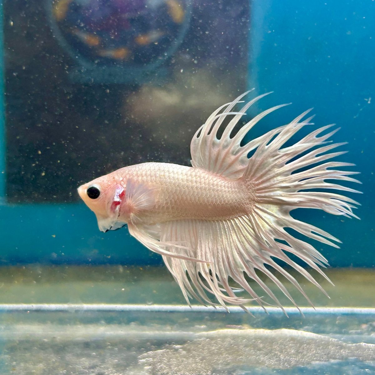Young White Crowntail Halfmoon A107 - Male Betta