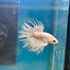 Young White Crowntail Halfmoon A107 - Male Betta