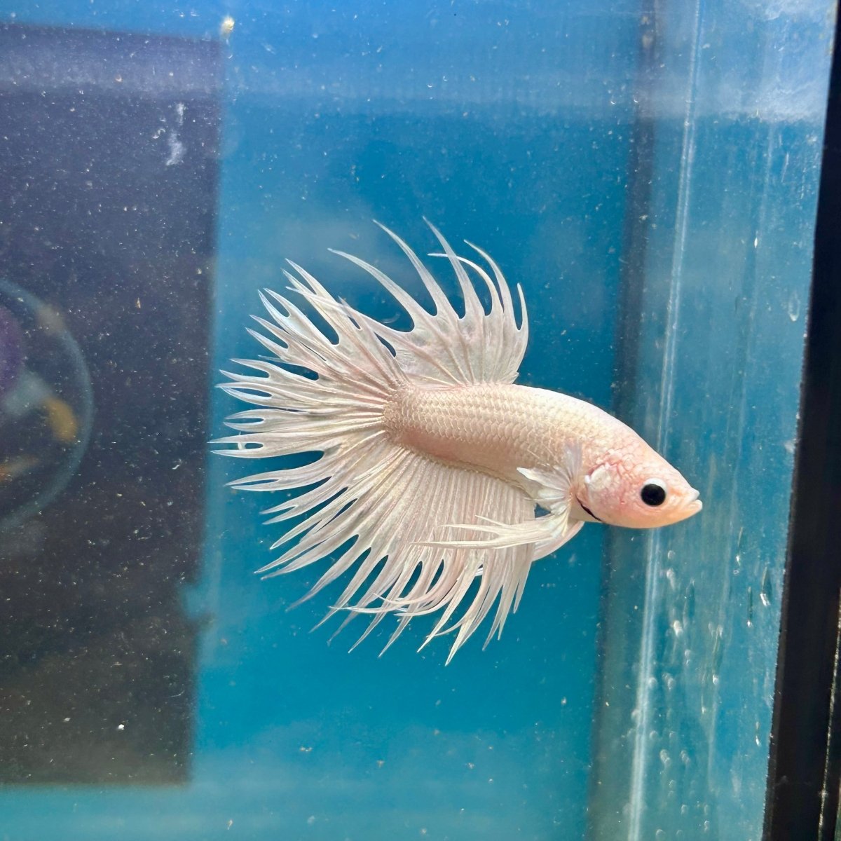 Young White Crowntail Halfmoon A107 - Male Betta