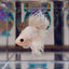 Young White Crowntail Halfmoon A107 - Male Betta