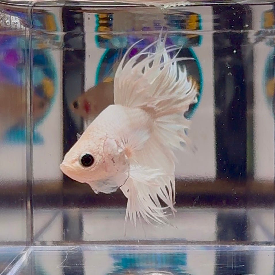 Young White Crowntail Halfmoon A107 - Male Betta