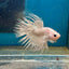 Young White Crowntail Halfmoon A107 - Male Betta