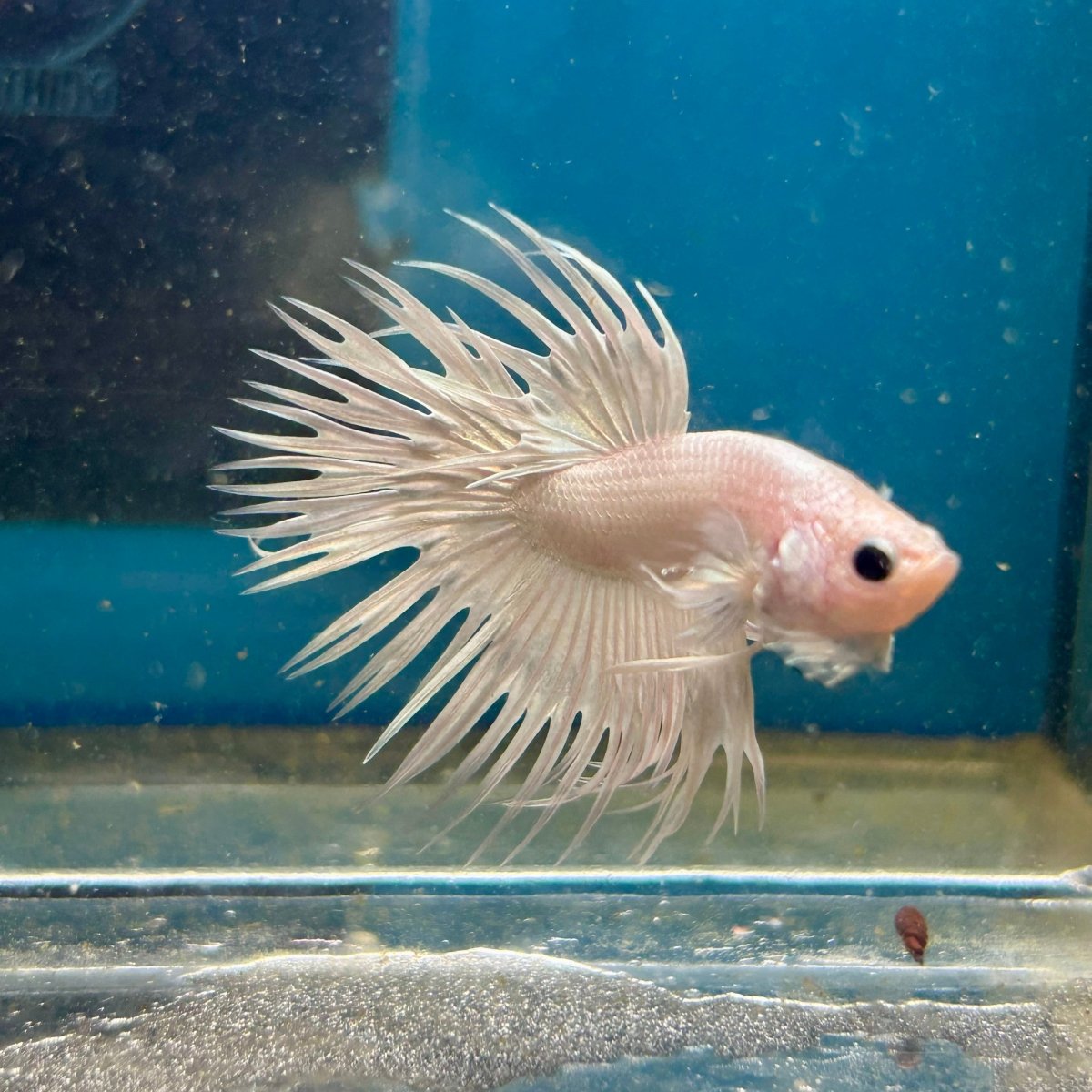 Young White Crowntail Halfmoon A107 - Male Betta