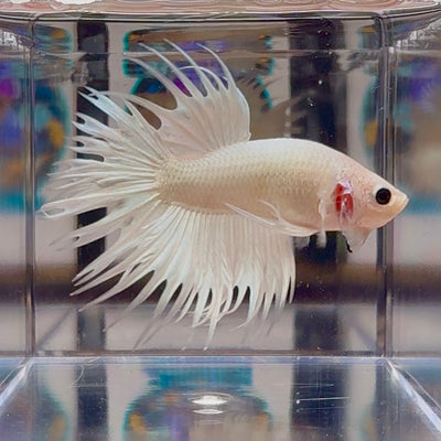 Young White Crowntail Halfmoon A107 - Male Betta