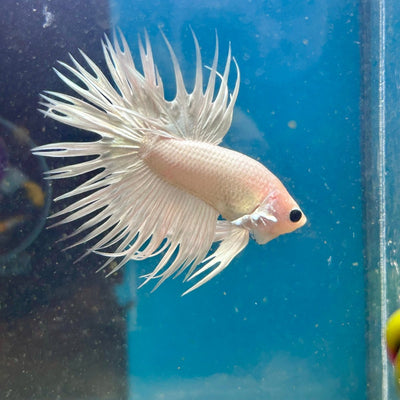 Young White Crowntail Halfmoon A107 - Male Betta