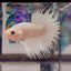 Young White Crowntail Halfmoon A141 - Male Betta