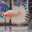 Young White Crowntail Halfmoon A141 - Male Betta