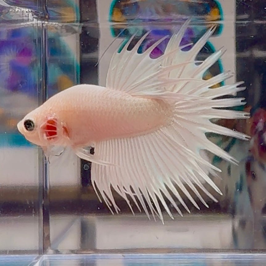 Young White Crowntail Halfmoon A141 - Male Betta