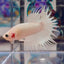 Young White Crowntail Halfmoon A141 - Male Betta
