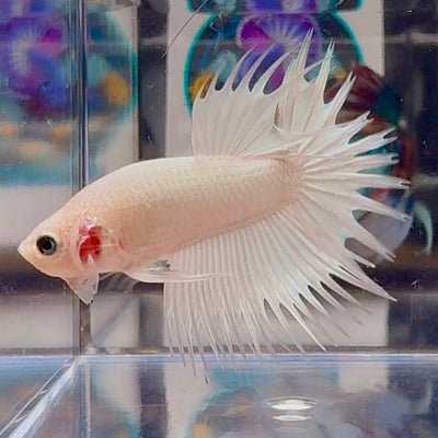 Young White Crowntail Halfmoon A141 - Male Betta