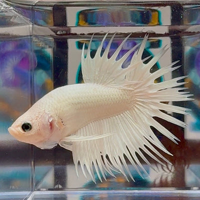 Young White Crowntail Halfmoon A145 - Male Betta