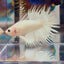 Young White Crowntail Halfmoon A145 - Male Betta