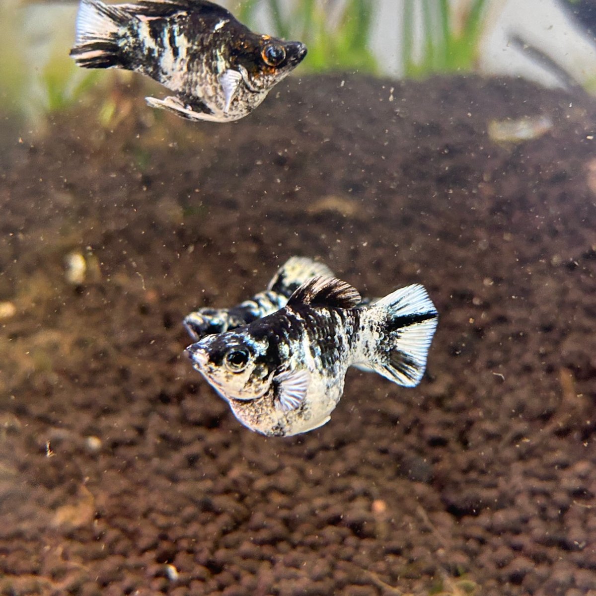 Zebra Round Balloon Molly