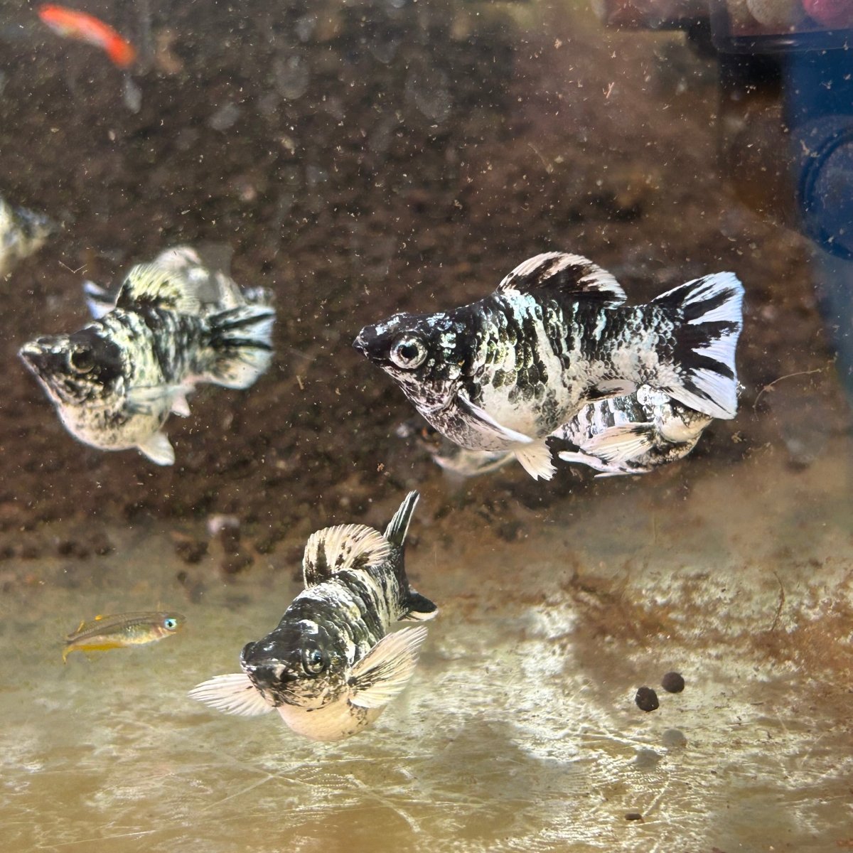 Zebra Balloon Molly