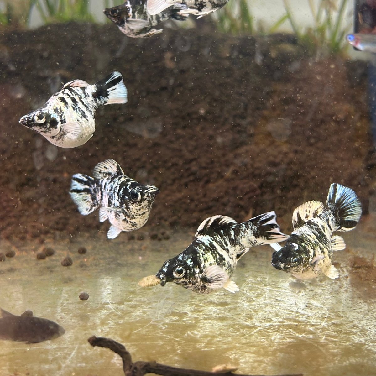 Zebra Balloon Molly