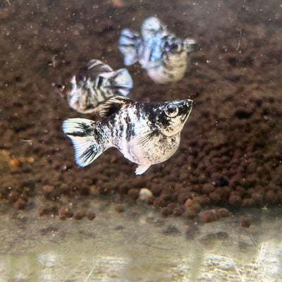 Zebra Round Balloon Molly