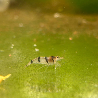 Zebra Shrimp - Good Grade
