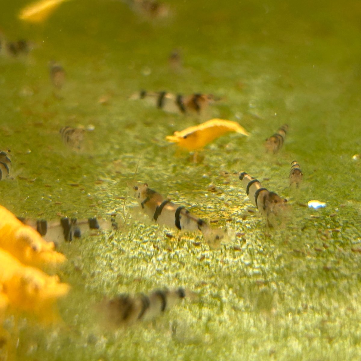 Raccoon Tiger Shrimp - Good Grade | Pack of 10